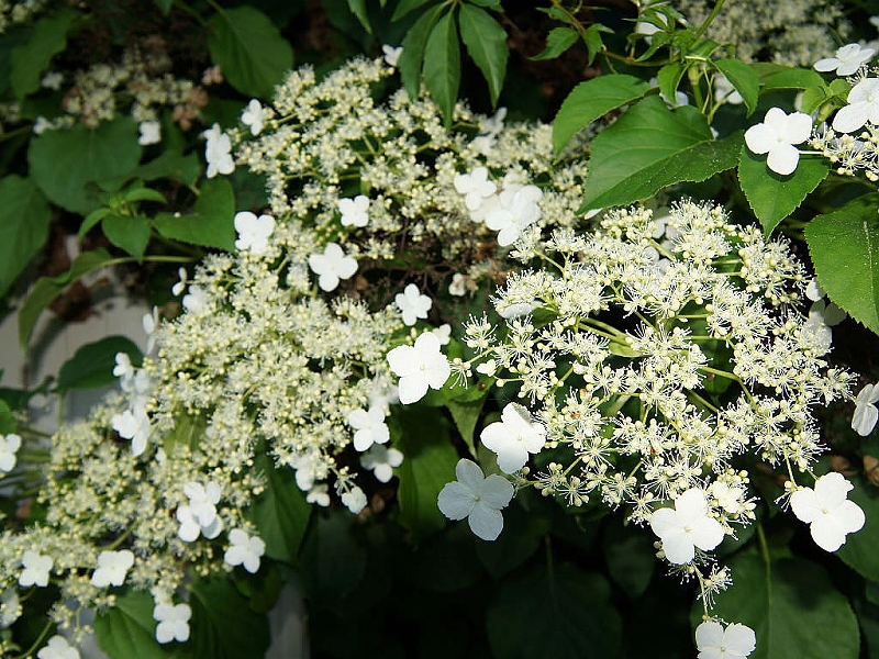 Kletterhortensie (Hydrangea petiolaris)